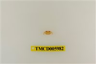 藏品(拉氏清溪蟹)的圖片